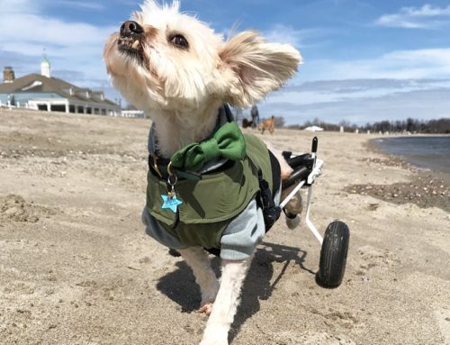 Albert-on-Wheels Inspires Others to Live Their Best Life